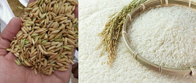 arrozal_para_planta_de_molino_de_arroz