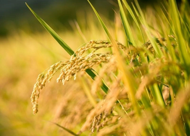 mercado_de_arroz_filipinas
