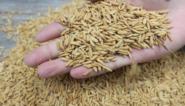 Máquina de limpieza de arroz